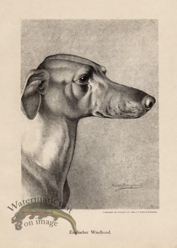 1890s Dogs 22